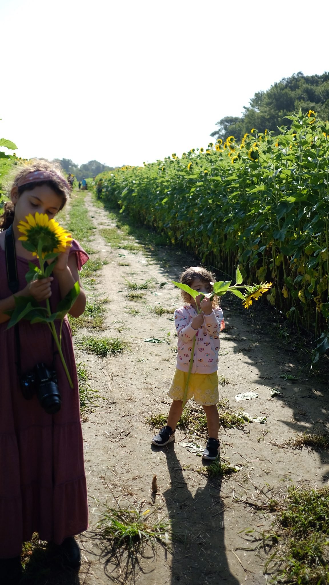 Lifestyle Blogger Chocolate & Lace shares her trip to Sunflower Fields near Philadelphia.