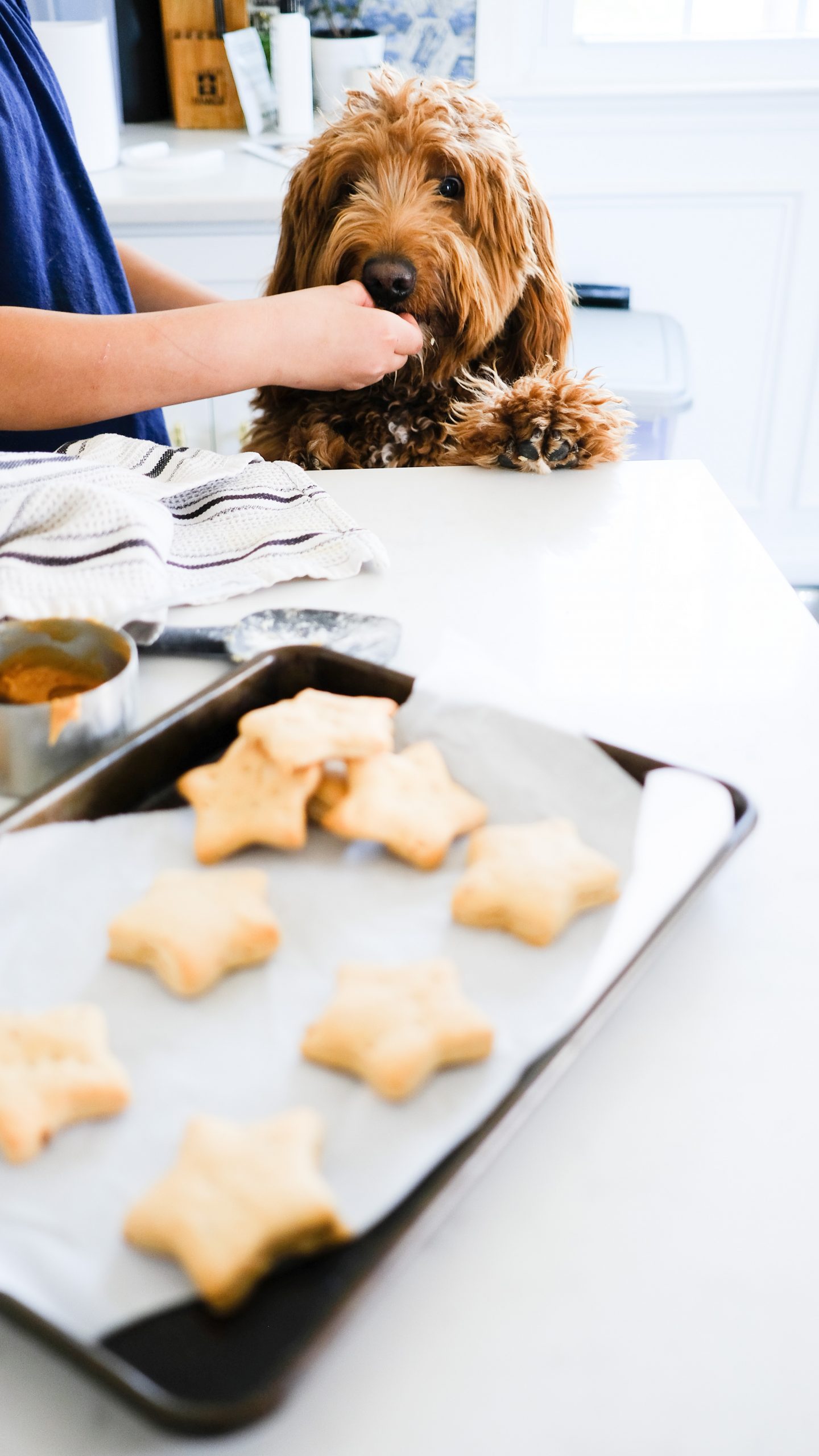 Chocolate and Lace shares her recipe for star shaped peanut butter dog stars