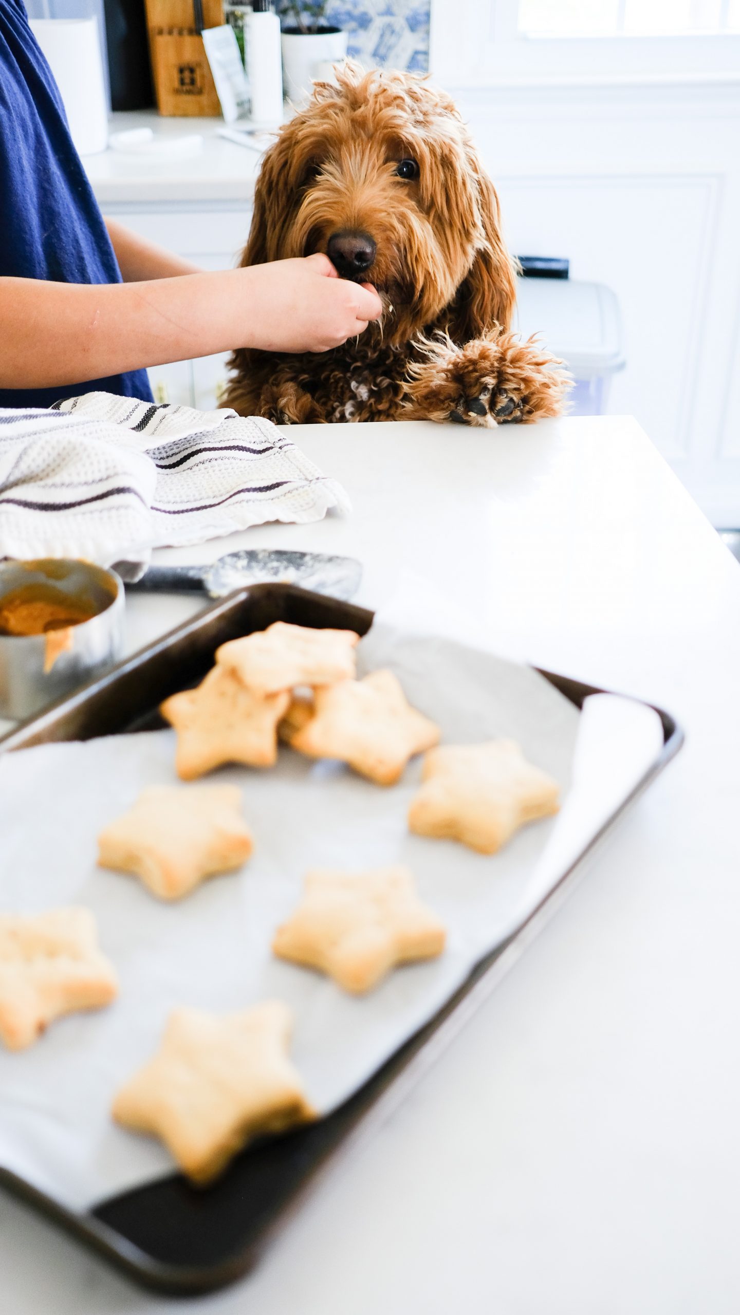 The Best Peanut Butter Dog Treats