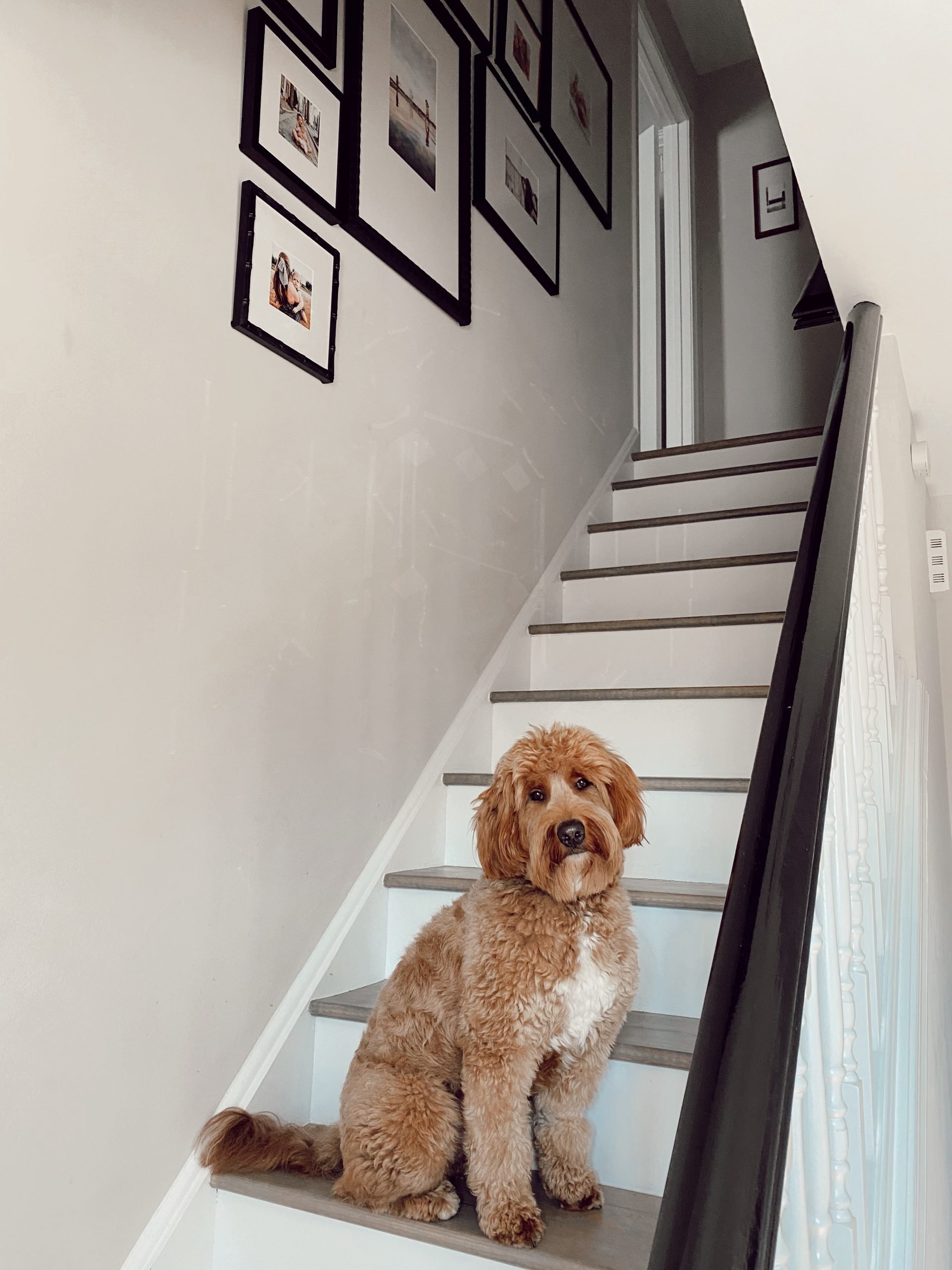 a goldendoodle dog sitting on a staircase in front of a gallery wall hung on the wall of black frames