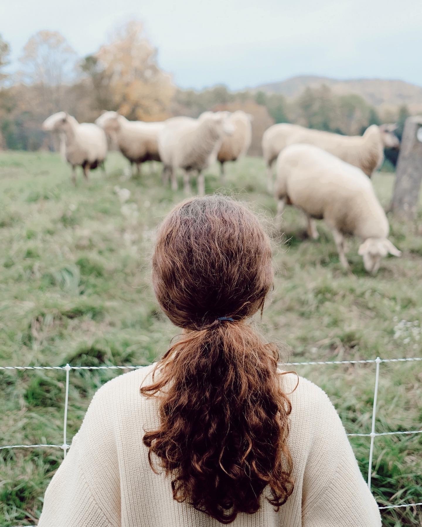 a girl with long brown curly hair facing a sheep pasture with white fluffy sheep