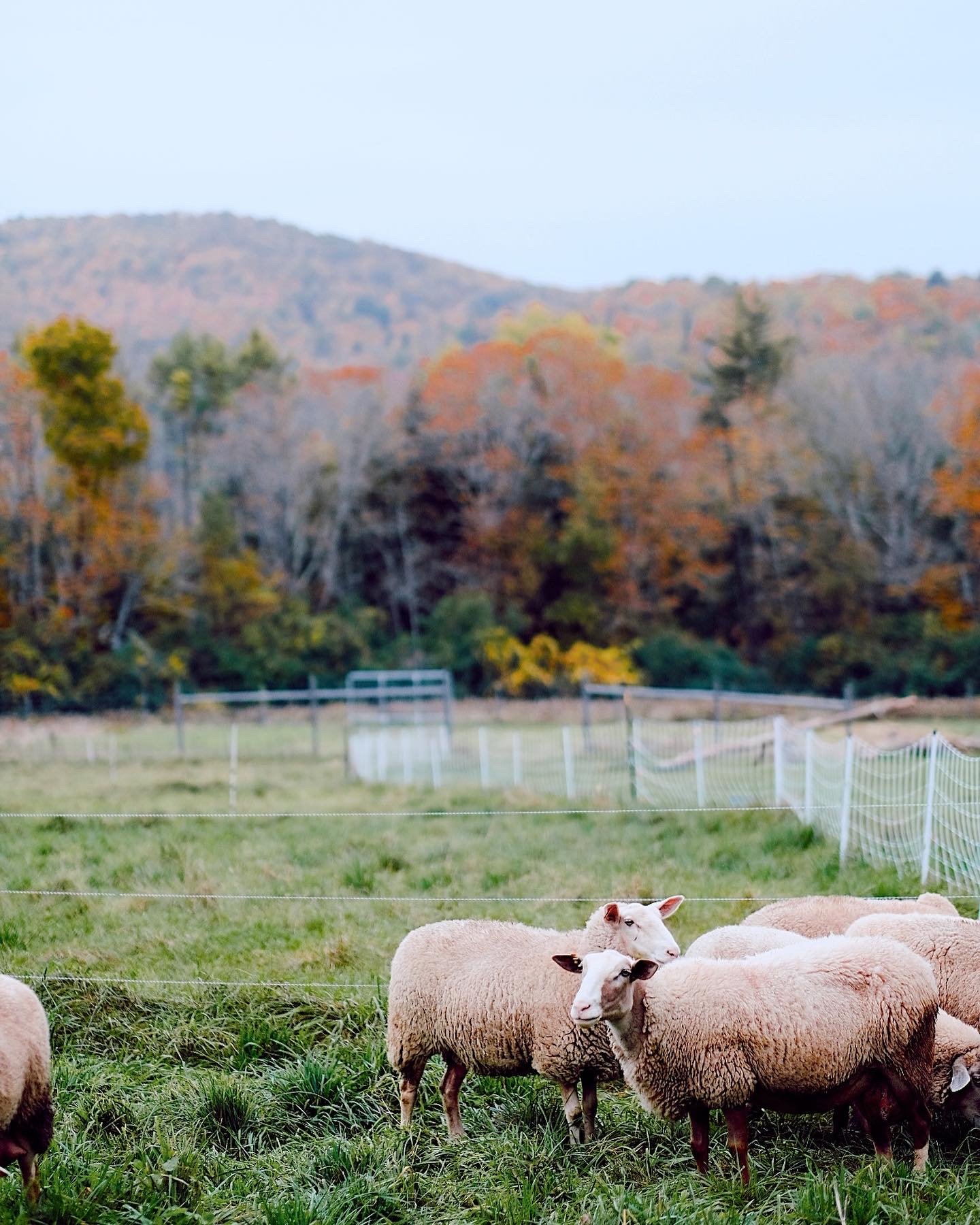 sheep grazing in a pasture with colorful leaves behind it