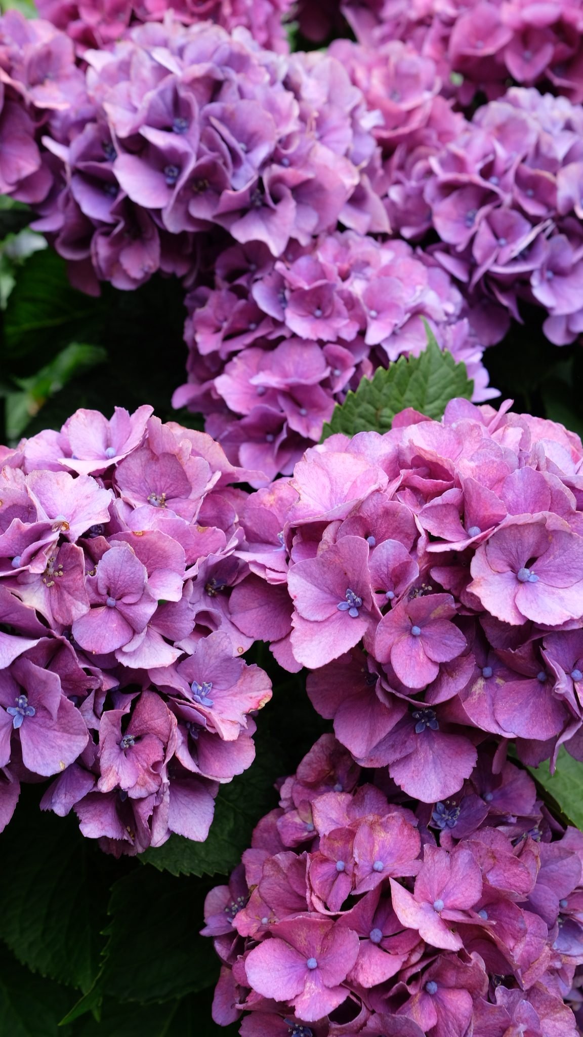 Purple Endless Summer Hydrangea