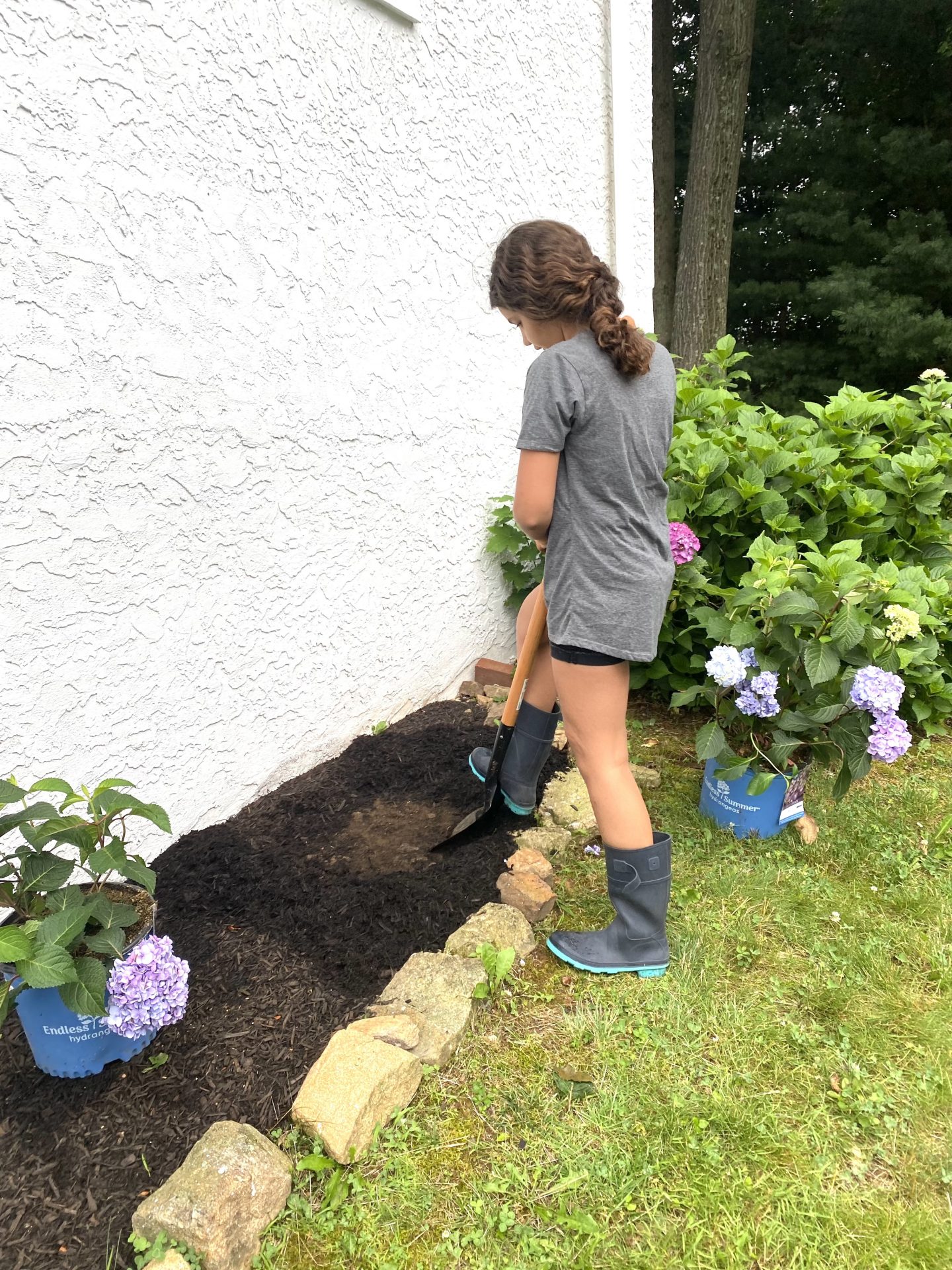 Endless Summer Hydrangeas