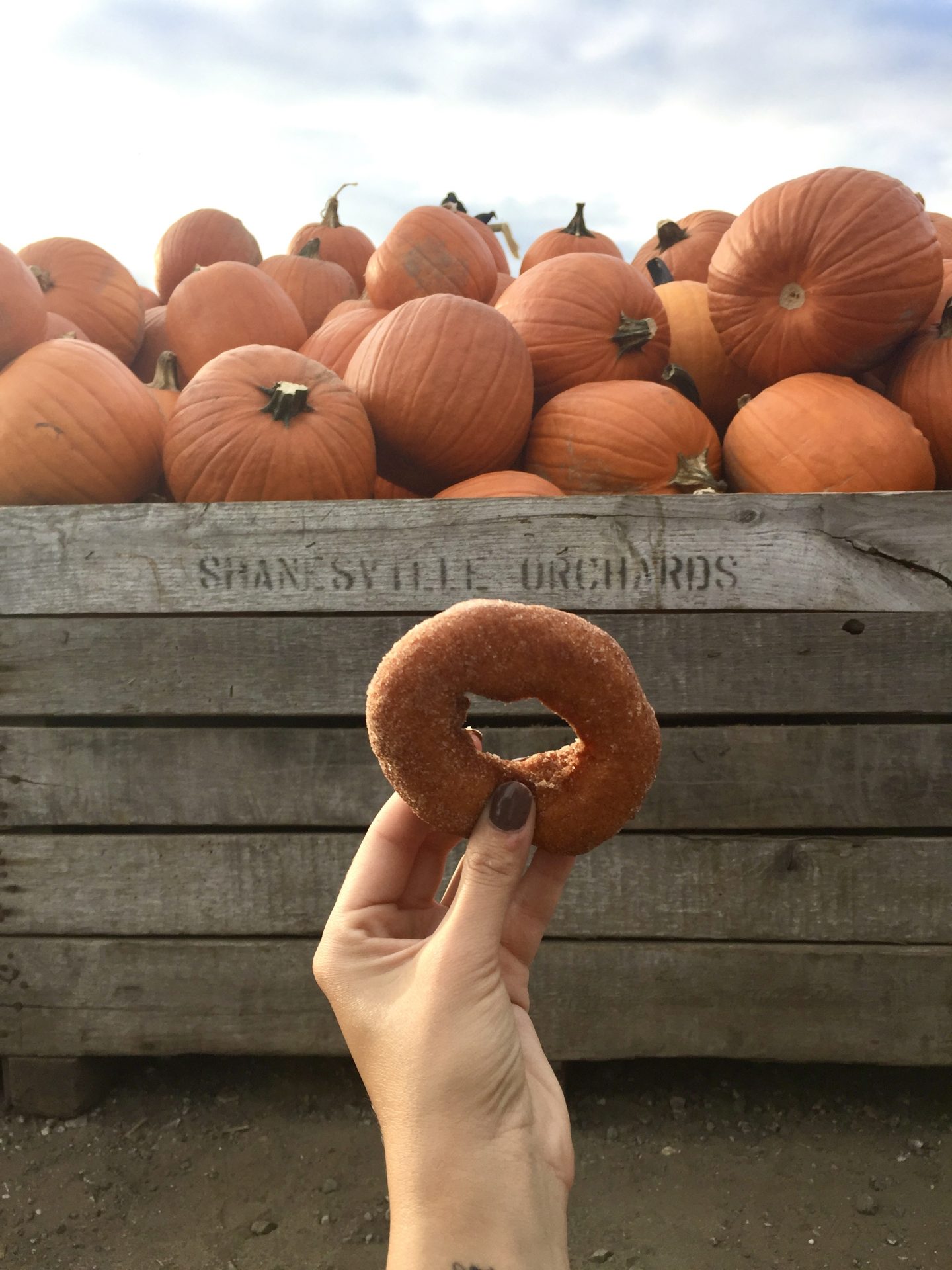 apple cider donut at Linvilla orchards. 