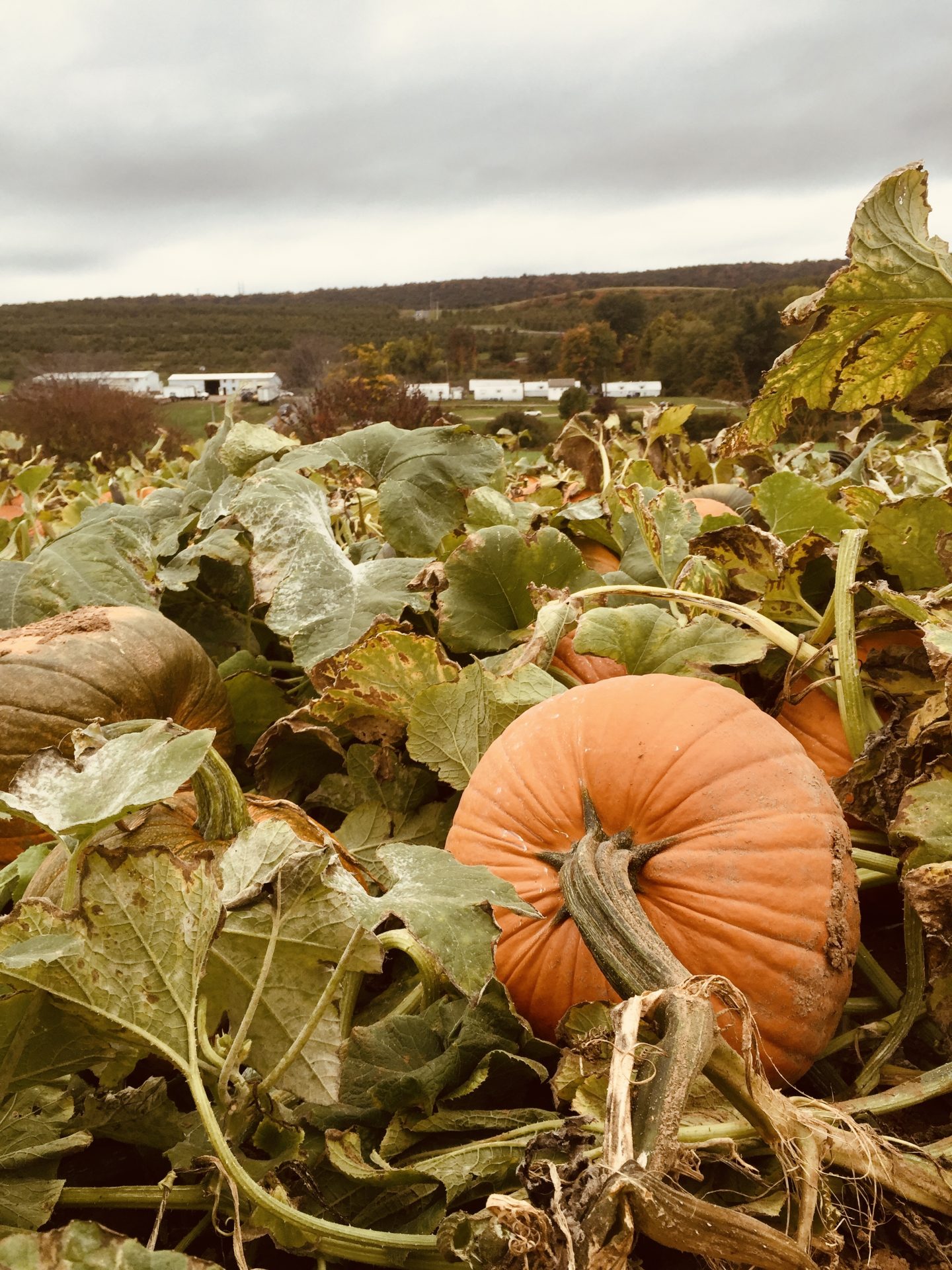 A pumpkin patch outside of Philadelphia. 